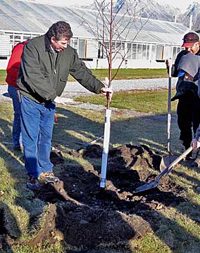 A birch tree is planted using proper tree-planting techniques.