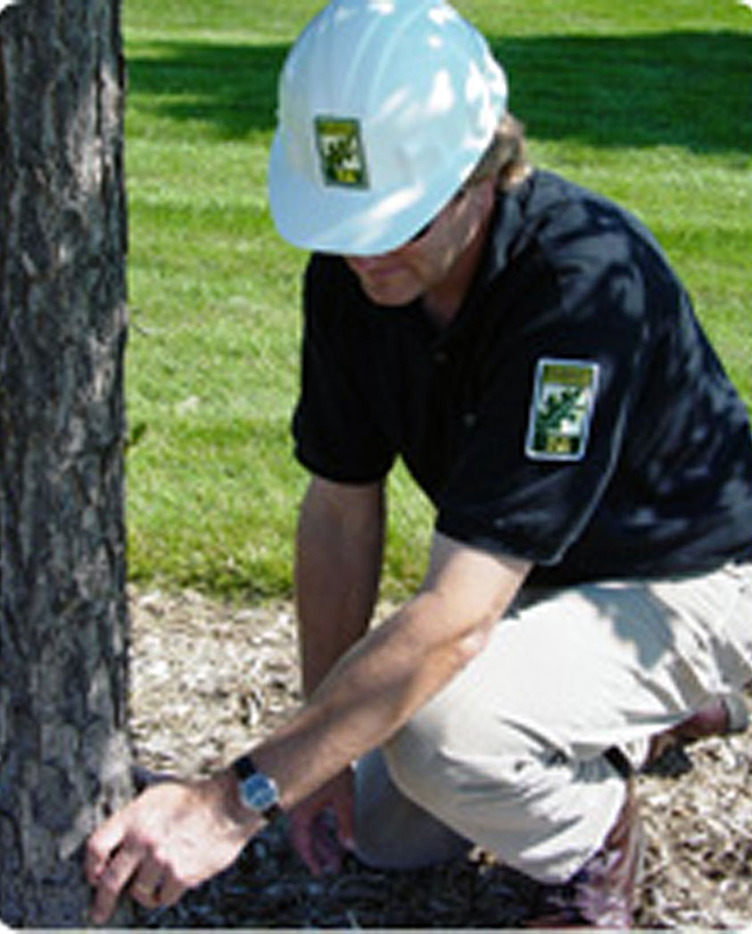 Arborist measuring tree truck.
