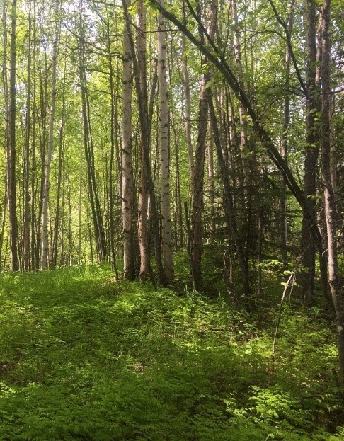 An Alaskan Forest