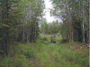 Between trees in the Colorado Creek