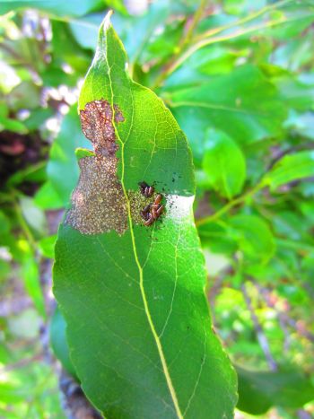 20140622 - Leaf beetles - M & J Moan (2).JPG