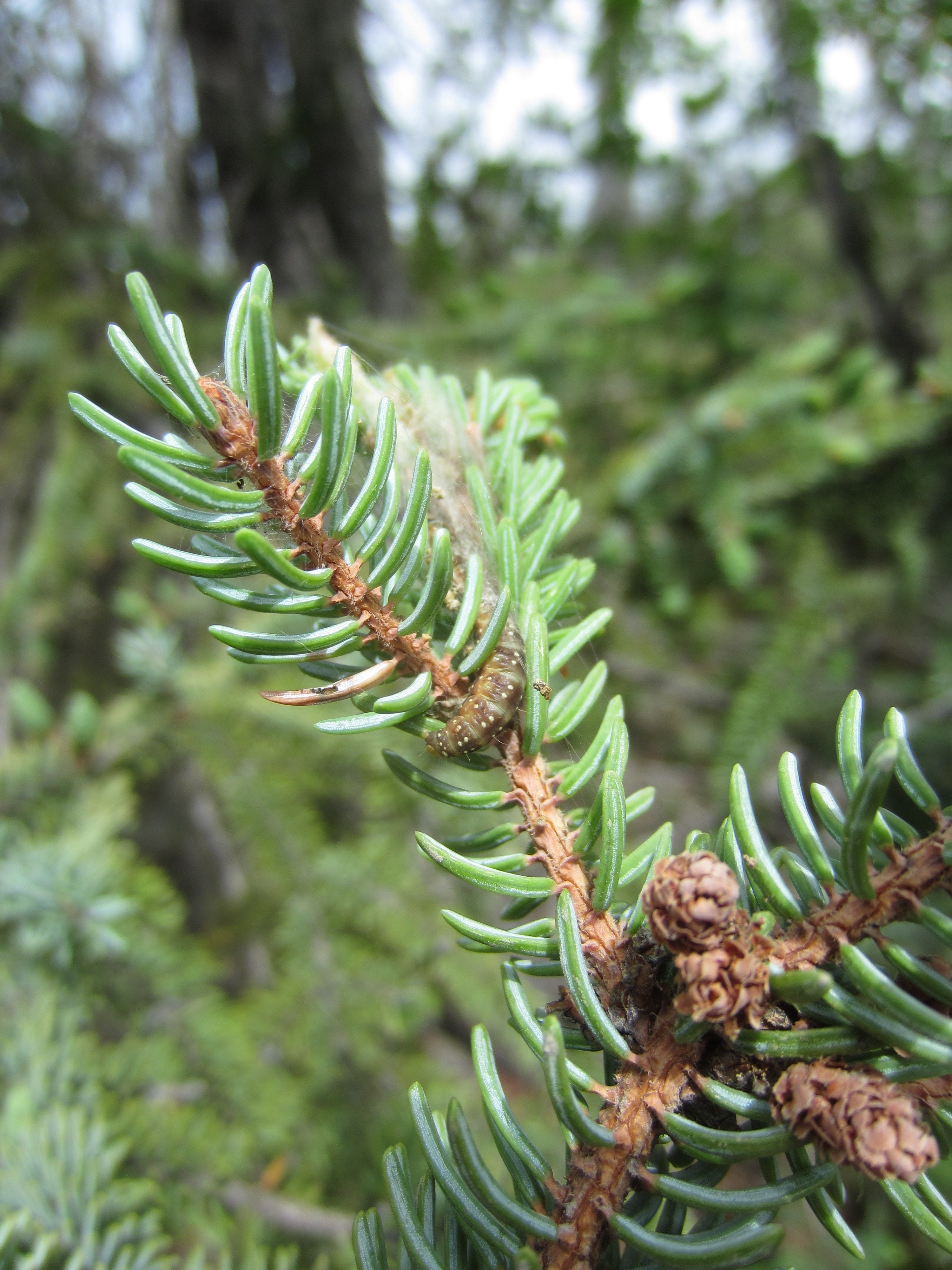 20150604 (21) - INSECT - spruce budworm larva - McCarthy Rd JEM.JPG