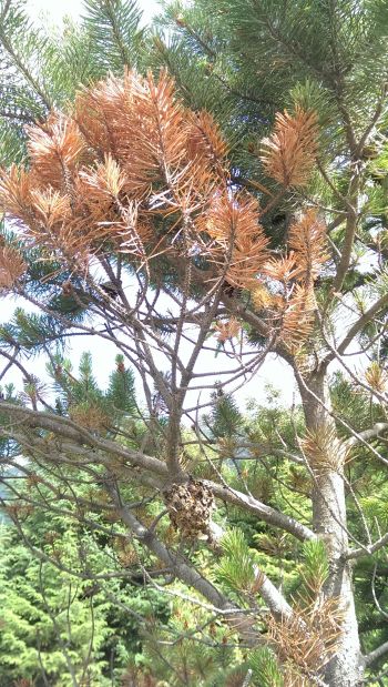 20150624 (05) - DAMAGE - Western gall rust on shore pine near Dyea, AK - J.Moan DOF.jpg