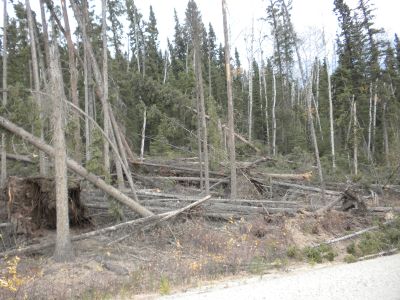 DSCN0927 - 2012 windstorm Pogo Rd - Reggear.JPG
