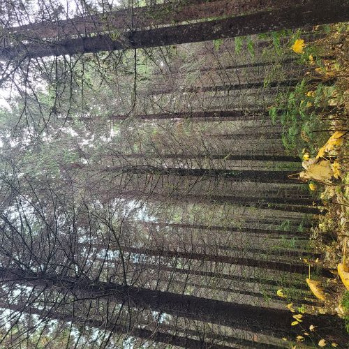 forest